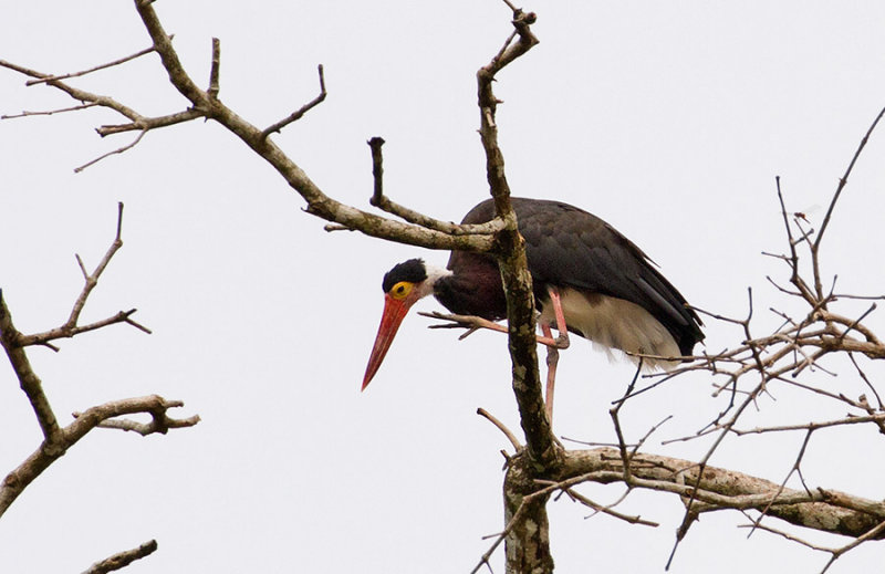 Storm's Stork