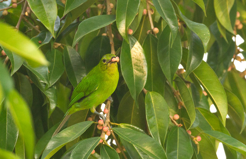 Lesser Green Leafbird