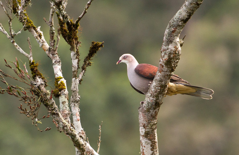 Mountain Imperial Pigeon