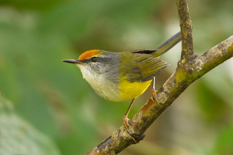 Mountain Tailorbird