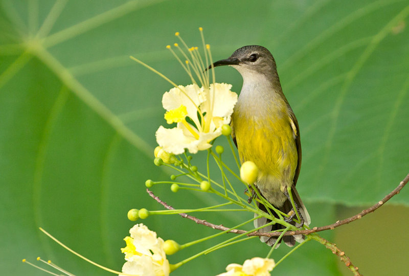 Copper-throated Sunbird, fem