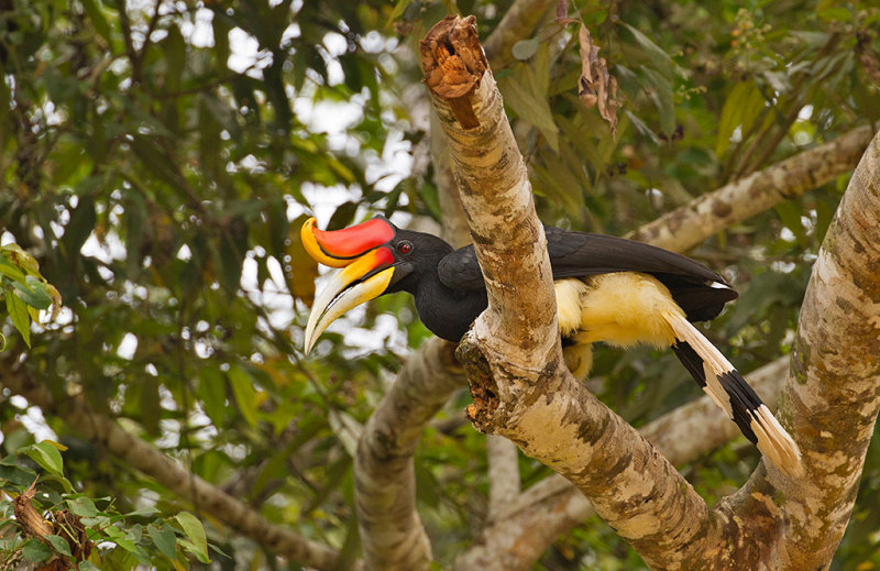 Rhinocerous Hornbill