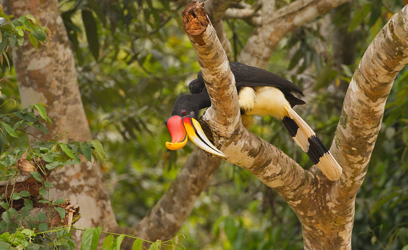 Rhinocerous Hornbill