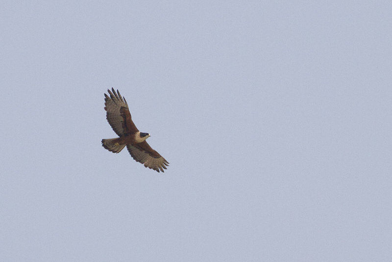 Rufous-bellied Eagle