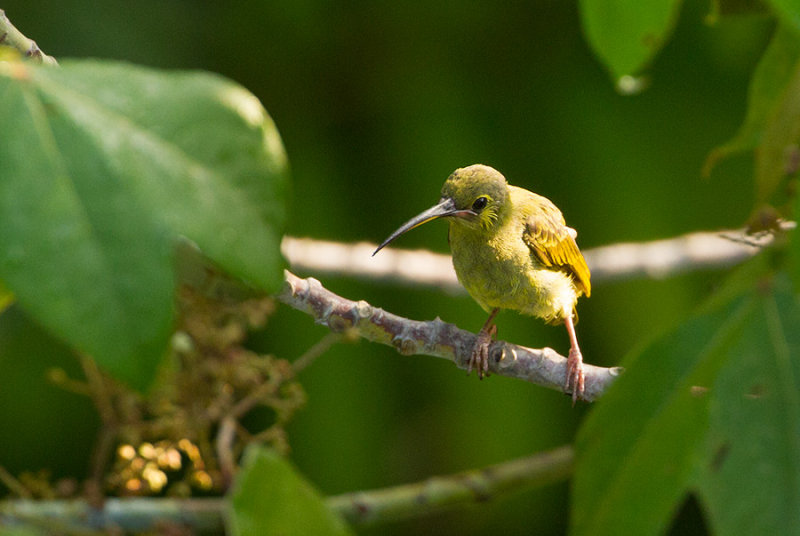 Yellow-eared Spiderhunter