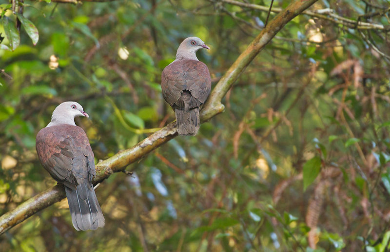 Mountain Imperial Pigeons
