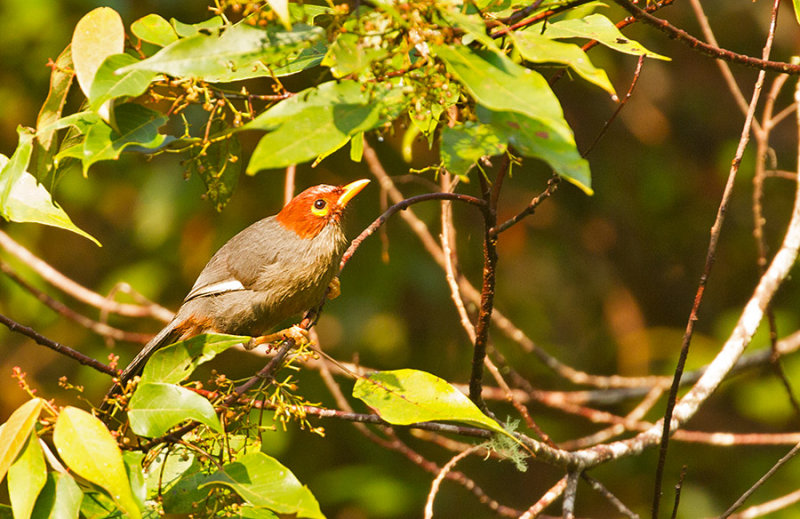 Chestnut-hooded Laughingthrush