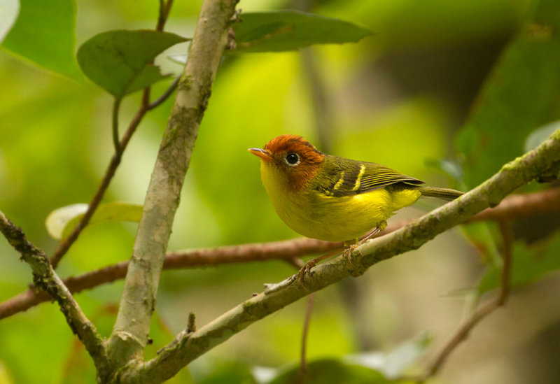 Yellow-breasted Warbler