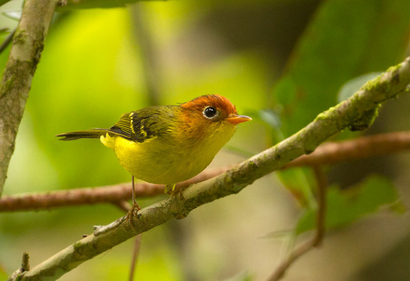 Yellow-breasted Warbler