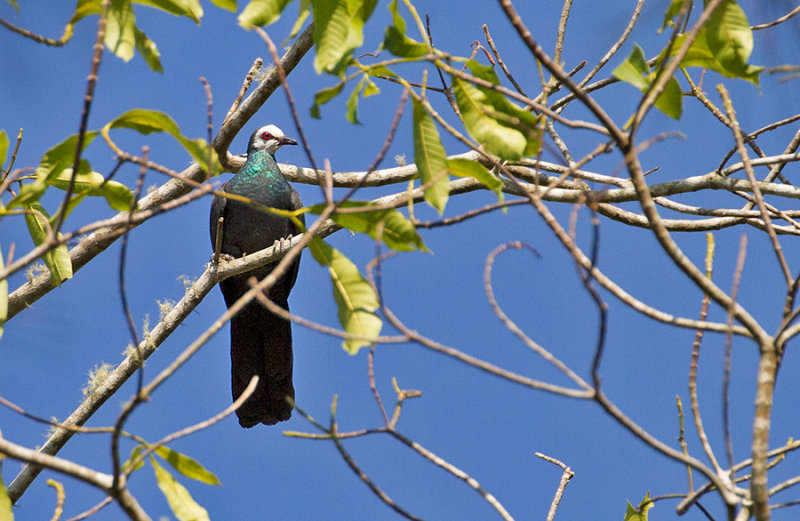 Sulawesi Black Pigeon