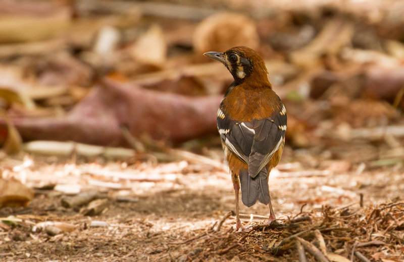 Red-backed Thrush