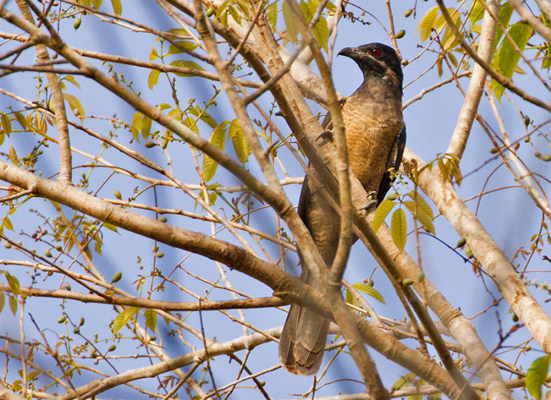 Black-billed Koel