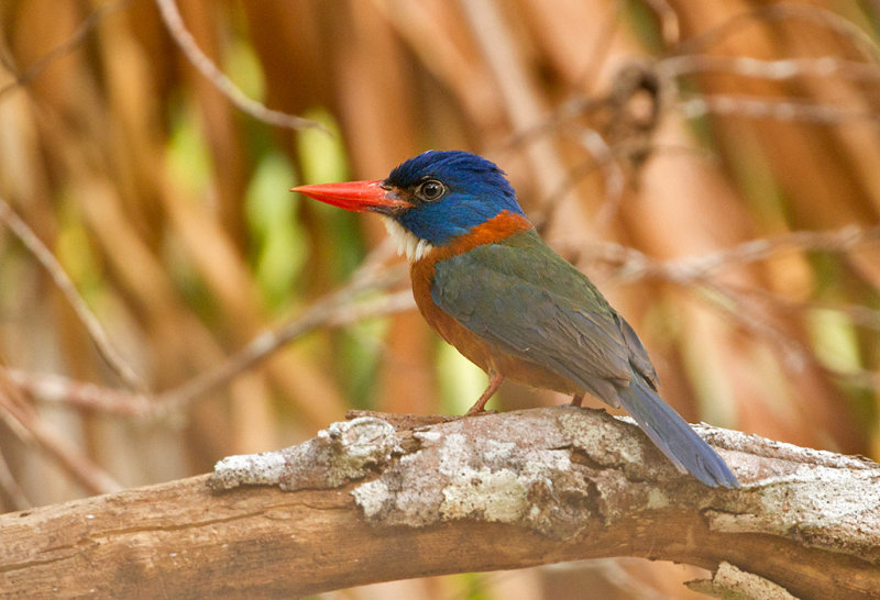 Green-backed Kingfisher