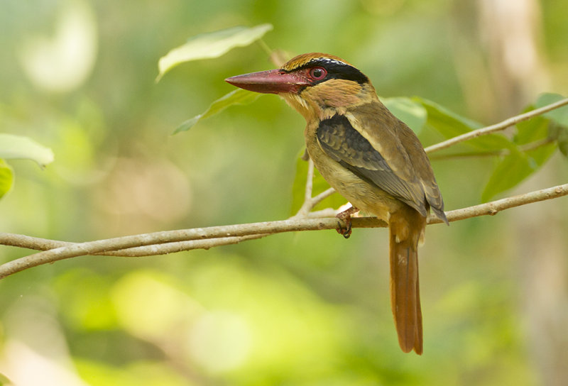 Lilac Kingfisher