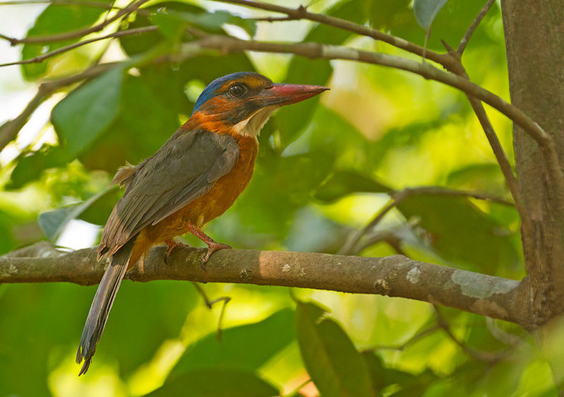 Green-backed Kingfisher, female
