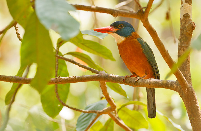 Green-backed Kingfisher