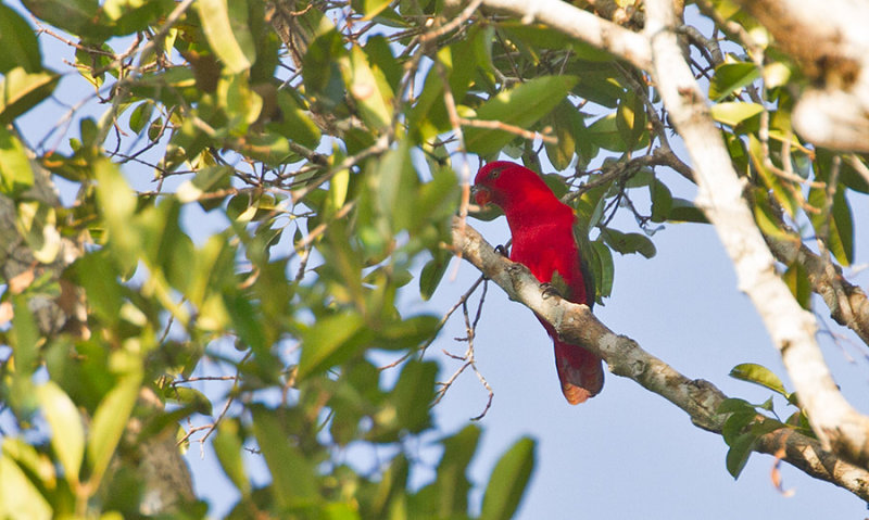 Chattering Lory