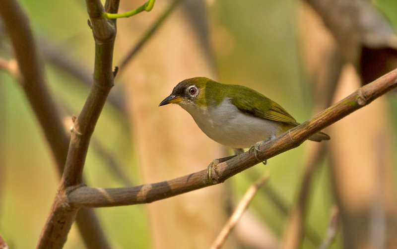 Cream-throated Darkeye