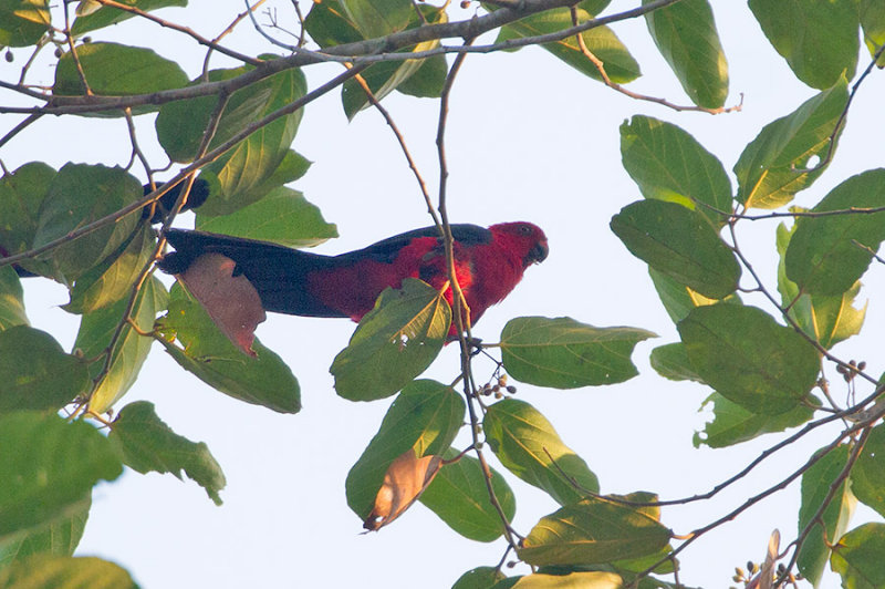 Moluccan King Parrot