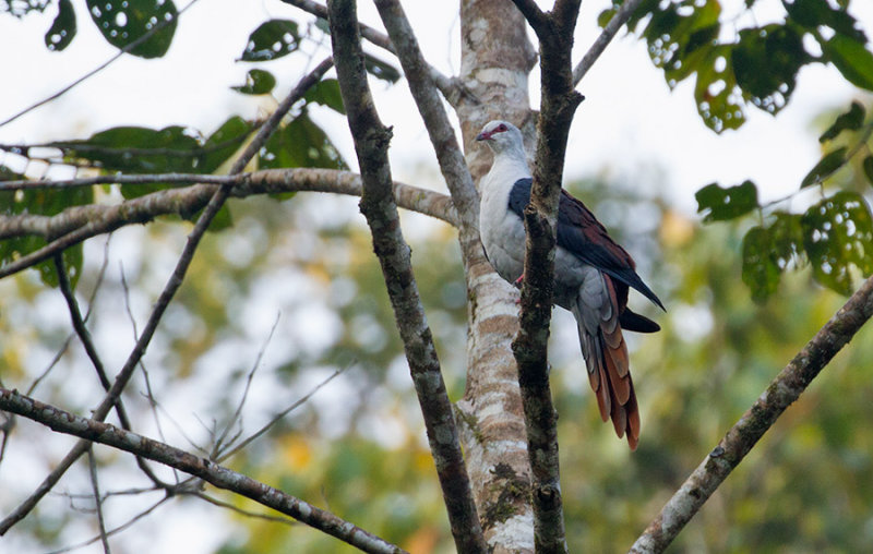 Great Cuckoo Dove