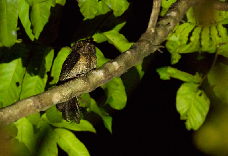 Moluccan Owlet-Nightjar