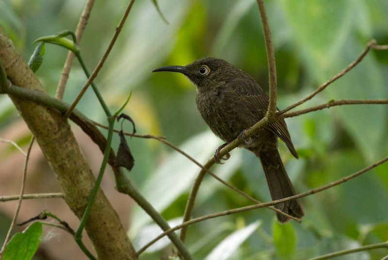 Lesser Sulawesi Honeyeater (Dark-eared Myza)