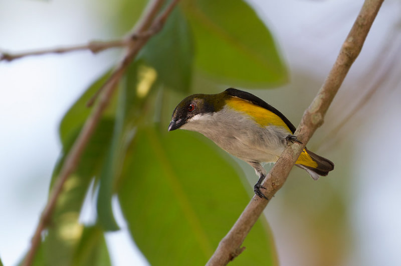 Yellow-sided Flowerpecker