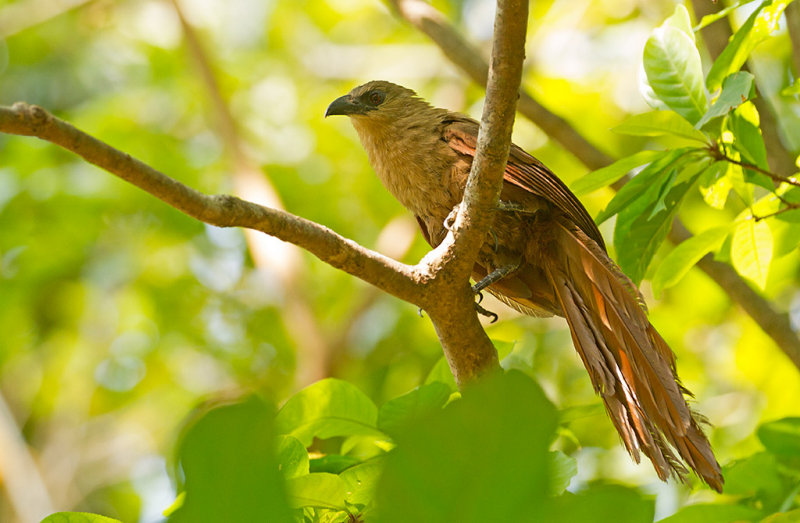  Bay Coucal 