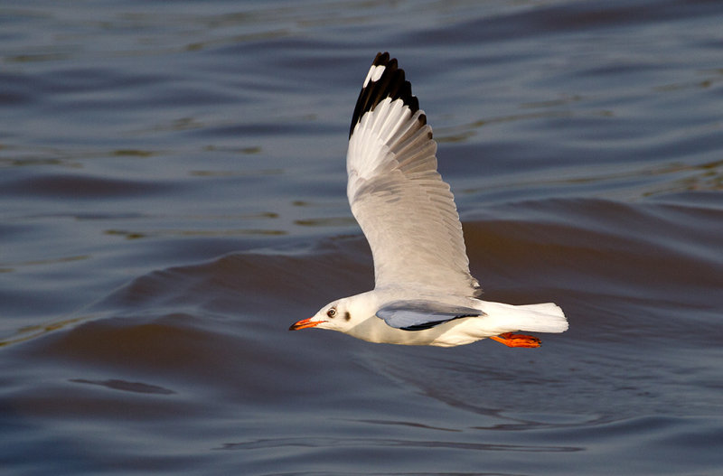 Brown-headed Gull