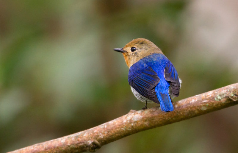 Saphire Flycatcher