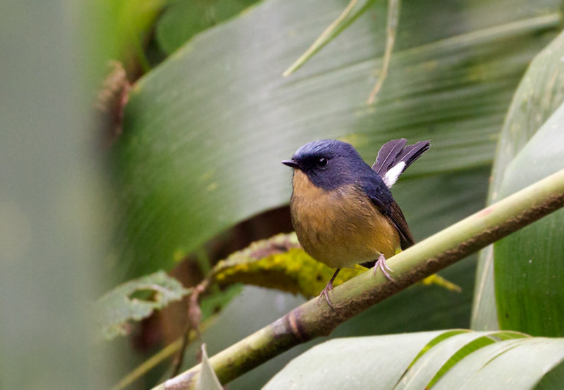 Slaty Blue Flycatcher