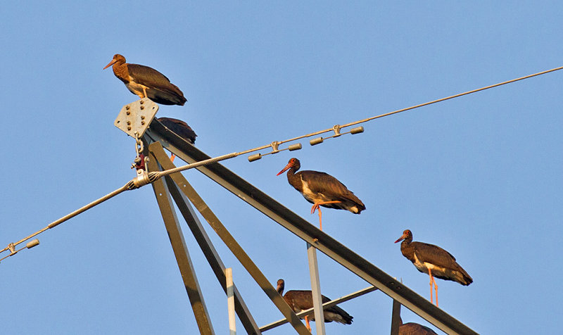 Black Storks