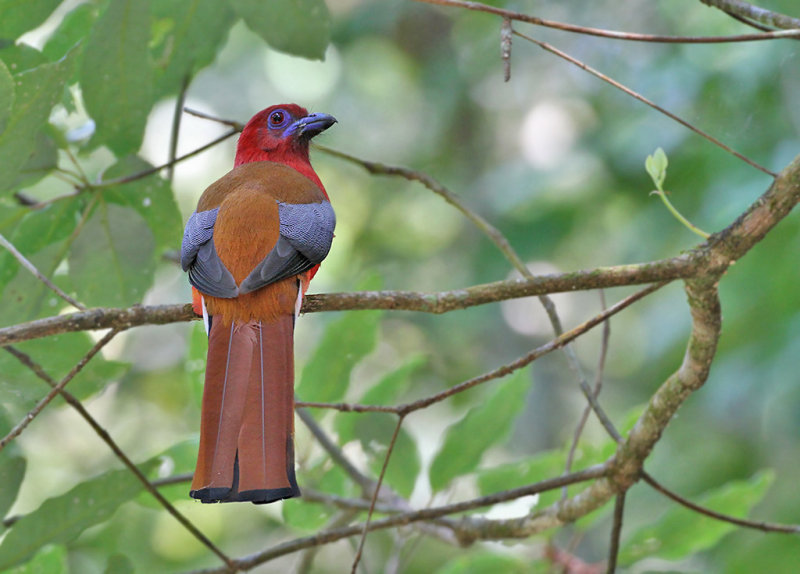 Red-headed Trogon, male