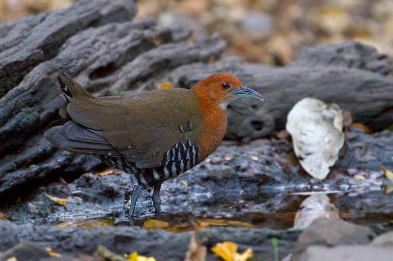 Slaty-legged Crake