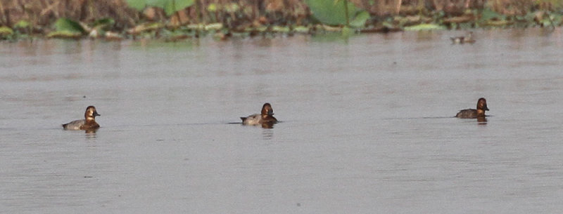 Common Pochards