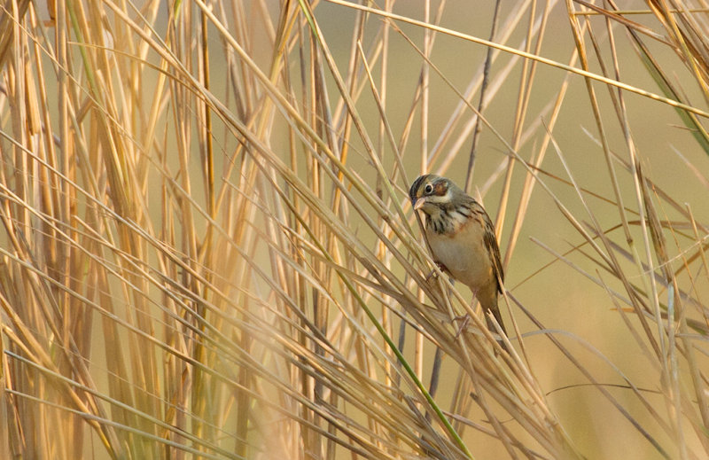 Chestnut-eared Bunting