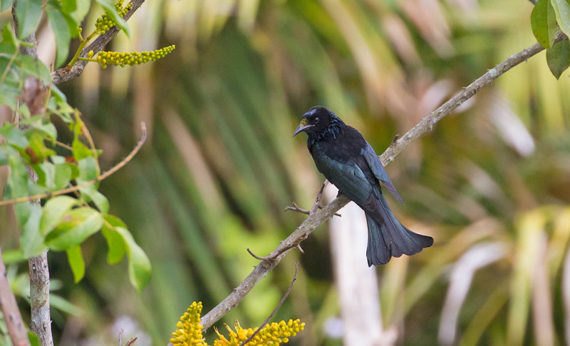 Hair-crested Drongo