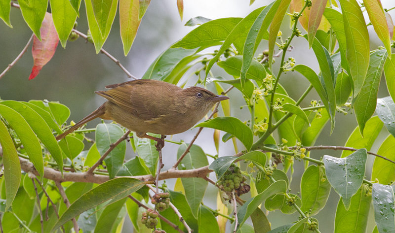 Grey-eyed Bulbul