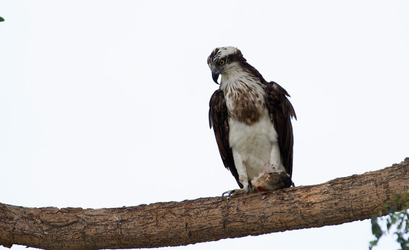 Western Osprey