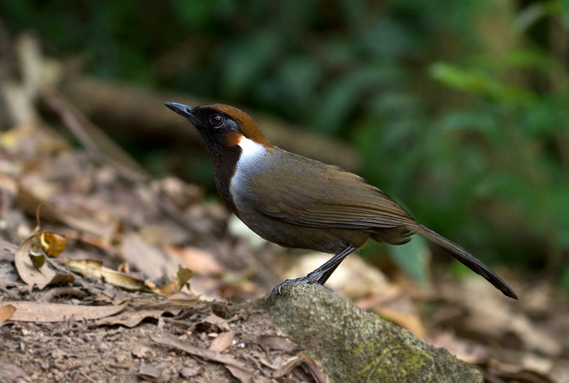 White-necked Laughingthrush