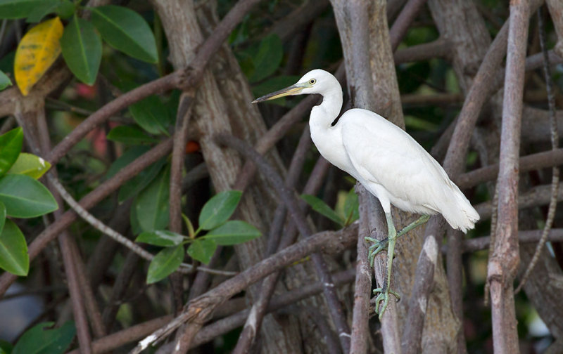 Chinese Egret