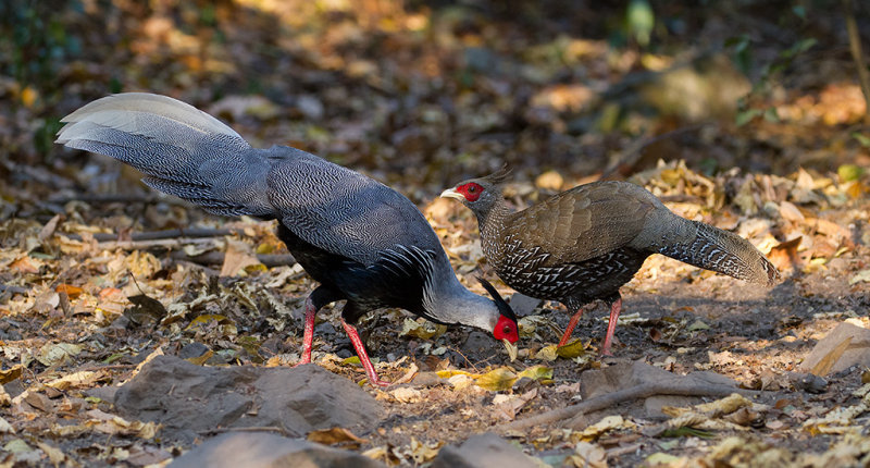 Kalij Pheasant 