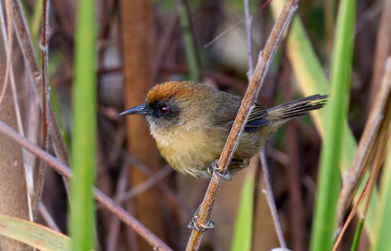Buff-chested  Babbler