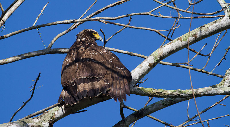 Crested Serpent-Eagle