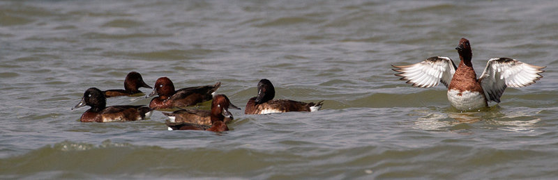 Baer's Pochard and Ferruginous Duck