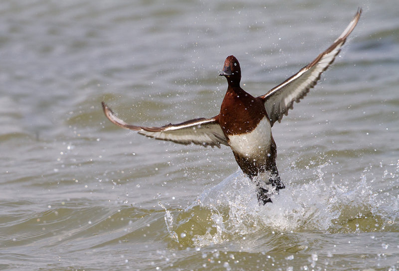 Ferruginous Duck