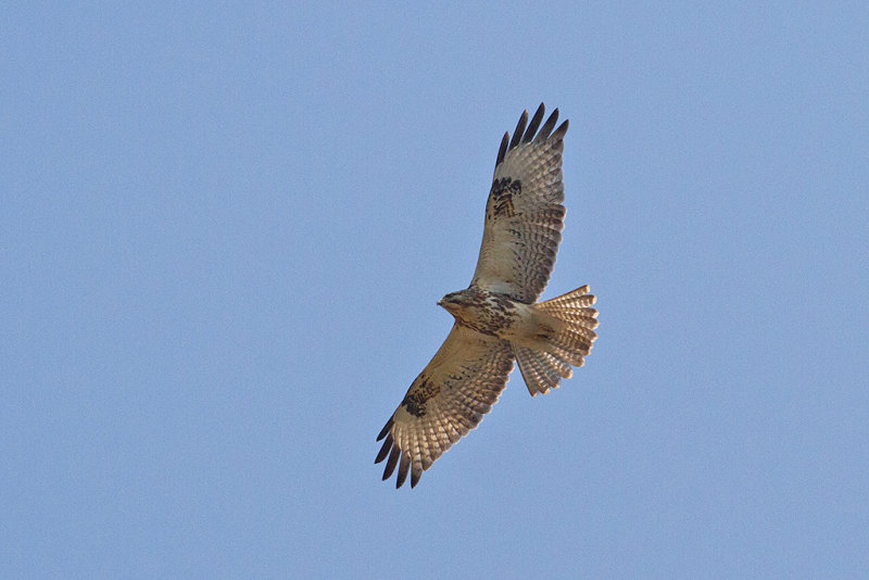 Eastern Buzzard