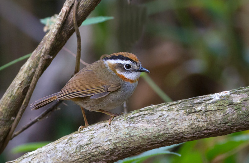 Rufous-throated Fulvetta