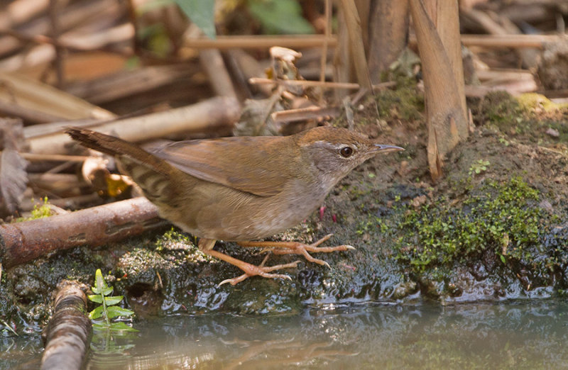 Spotted Bush Warbler