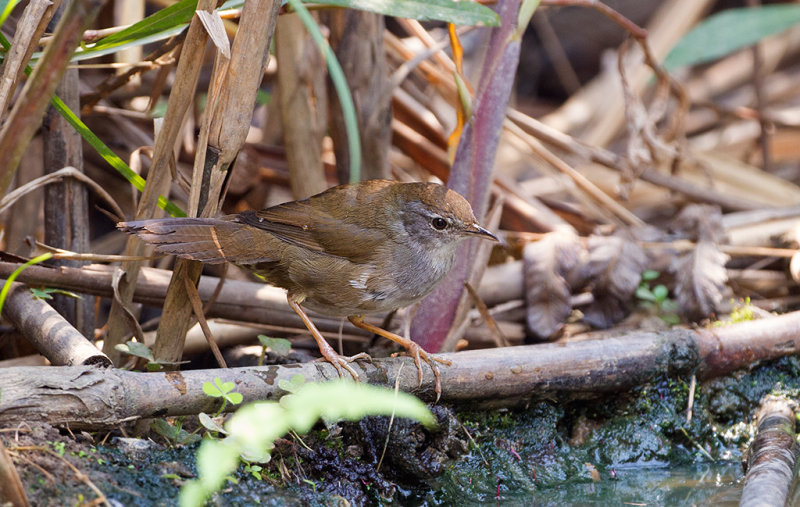 Spotted Bush Warbler